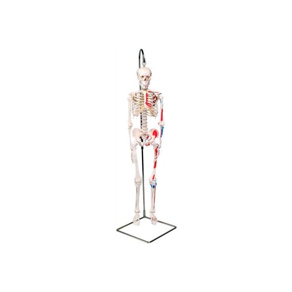 Fabrication Enterprises 3B Anatomical Model - Shorty The Mini Skeleton with Muscles on Hanging Stand 952523 - main